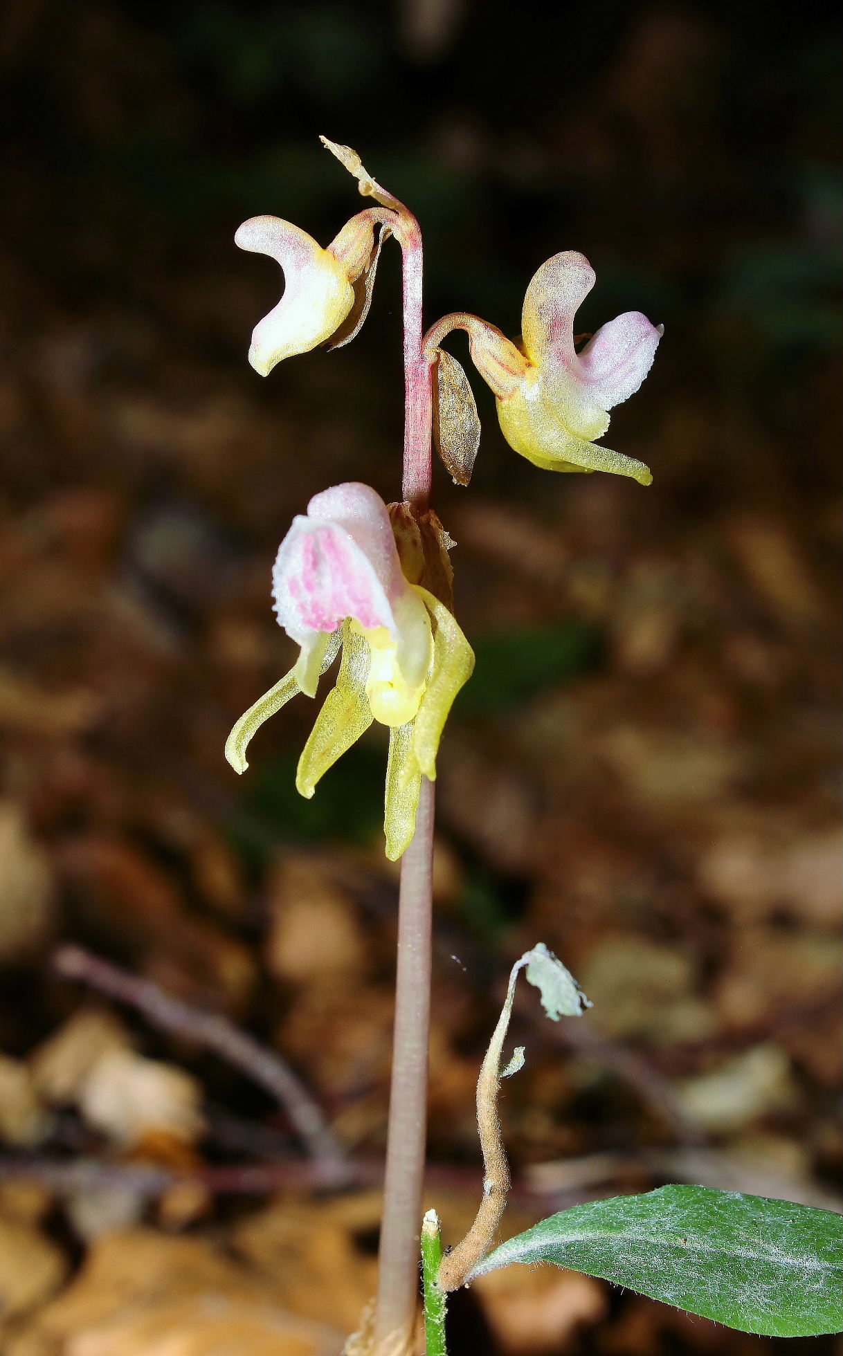 Epipogium aphyllum Sw.